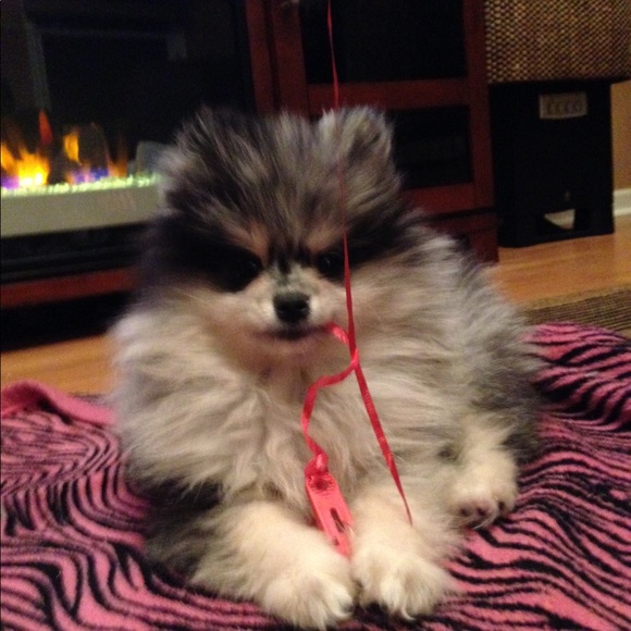 Meet your Posher, Laurie - Picture 15 of 15